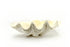 giant clam shell 50 cm